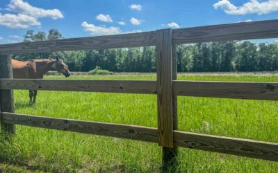 Protecting Your Horses from Injury: Fence Safety Considerations for Equine Properties