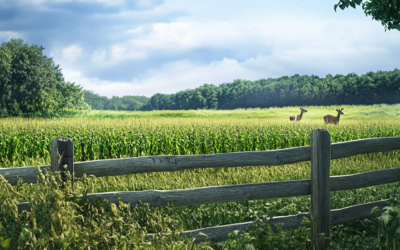 Protecting Your Crops from Wildlife: Effective Fencing Strategies for Southern Farmers